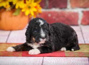 tri-colored standard bernedoodle near Chicago Illinois