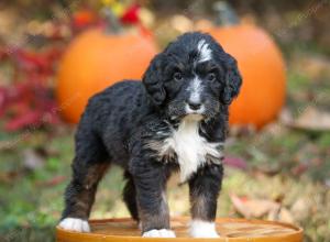 tri-colored standard bernedoodle near Chicago Illinois