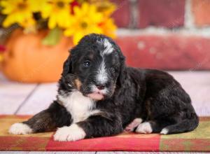 tri-colored standard bernedoodle near Chicago Illinois