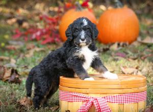 tri-colored standard bernedoodle near Chicago Illinois