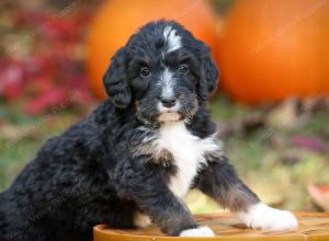 tri-colored standard bernedoodle near Chicago Illinois