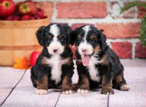 tri-colored male mini bernedoodle near Chicago Illinois