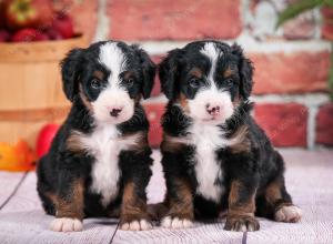 tri-colored male mini bernedoodle near Chicago Illinois