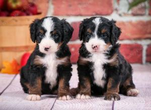 tri-colored male mini bernedoodle near Chicago Illinois