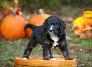 tri-colored standard bernedoodle near Chicago Illinois