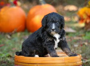 tri-colored standard bernedoodle near Chicago Illinois