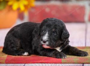 tri-colored standard bernedoodle near Chicago Illinois