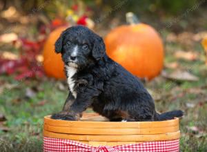 tri-colored standard bernedoodle near Chicago Illinois