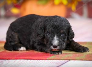 tri-colored standard bernedoodle near Chicago Illinois