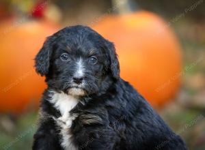 tri-colored standard bernedoodle near Chicago Illinois