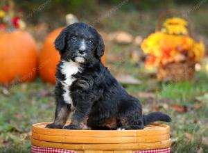 tri-colored standard bernedoodle near Chicago Illinois