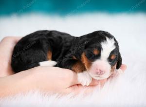 tri-colored female mini bernedoodle near Chicago Illinois