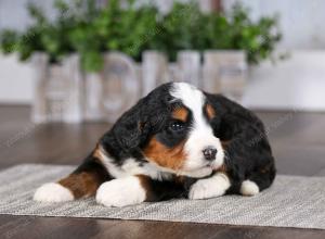 tri-colored female mini bernedoodle near Chicago Illinois