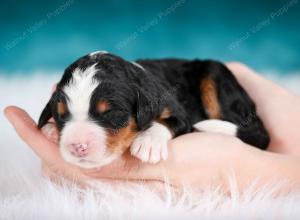 tri-colored female mini bernedoodle near Chicago Illinois