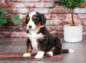 tri-colored female mini bernedoodle near Chicago Illinois