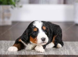 tri-colored female mini bernedoodle near Chicago Illinois