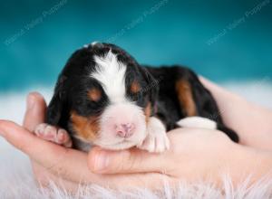 tri-colored female mini bernedoodle near Chicago Illinois