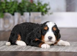 tri-colored female mini bernedoodle near Chicago Illinois