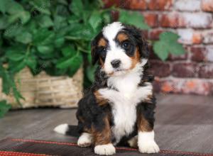 tri-colored female mini bernedoodle near Chicago Illinois