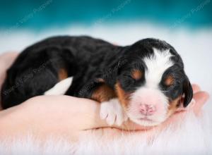 tri-colored female mini bernedoodle near Chicago Illinois