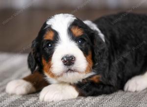 tri-colored female mini bernedoodle near Chicago Illinois