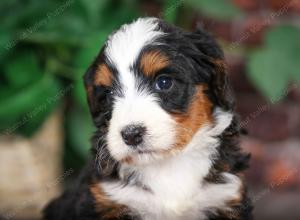 tri-colored female mini bernedoodle near Chicago Illinois