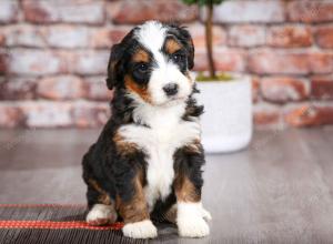 tri-colored female mini bernedoodle near Chicago Illinois