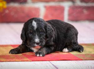 tri-colored standard bernedoodle near Chicago Illinois