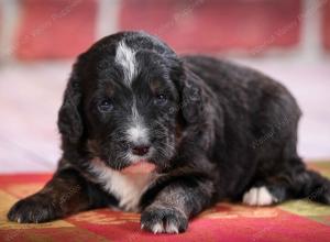 tri-colored standard bernedoodle near Chicago Illinois