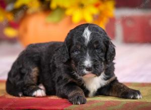 tri-colored standard bernedoodle near Chicago Illinois