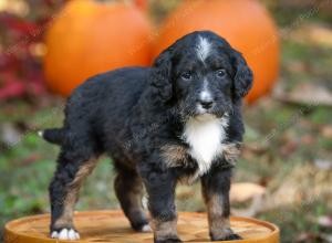 tri-colored standard bernedoodle near Chicago Illinois