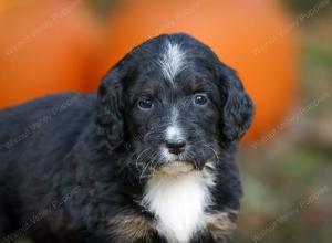 tri-colored standard bernedoodle near Chicago Illinois