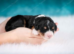 tri-colored female mini bernedoodle near Chicago Illinois