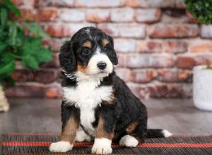 tri-colored female mini bernedoodle near Chicago Illinois