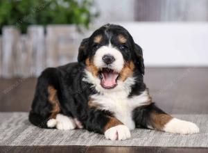 tri-colored female mini bernedoodle near Chicago Illinois