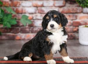 tri-colored female mini bernedoodle near Chicago Illinois