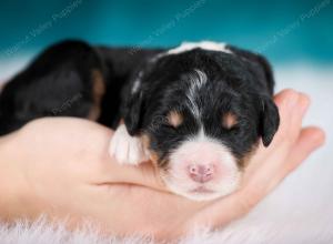 tri-colored female mini bernedoodle near Chicago Illinois