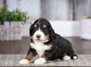 tri-colored female mini bernedoodle near Chicago Illinois