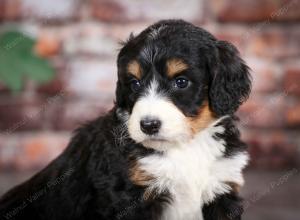 tri-colored female mini bernedoodle near Chicago Illinois