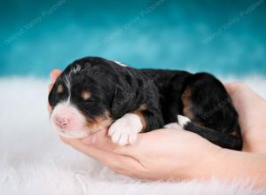 tri-colored female mini bernedoodle near Chicago Illinois