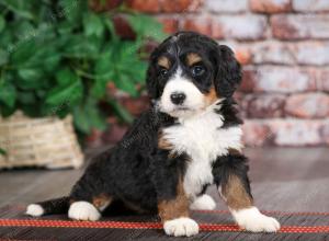 tri-colored female mini bernedoodle near Chicago Illinois