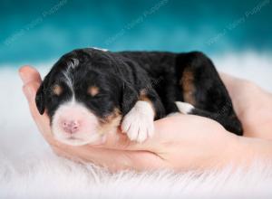 tri-colored female mini bernedoodle near Chicago Illinois