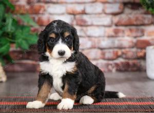 tri-colored female mini bernedoodle near Chicago Illinois