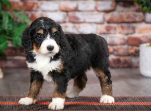 tri-colored female mini bernedoodle near Chicago Illinois