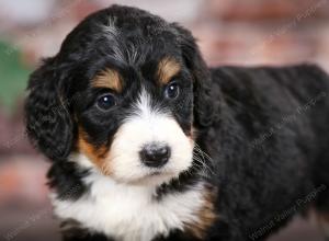 tri-colored female mini bernedoodle near Chicago Illinois