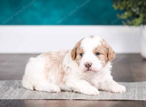 tri-colored male mini bernedoodle near Chicago Illinois