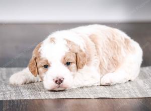 tri-colored male mini bernedoodle near Chicago Illinois