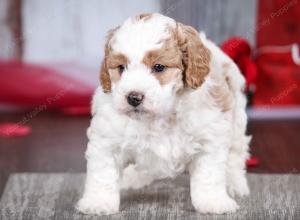 male tiny bernedoodle near Chicago Illinois