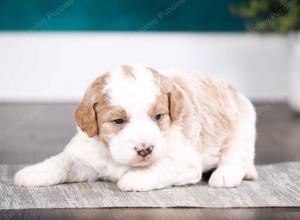 tri-colored male mini bernedoodle near Chicago Illinois