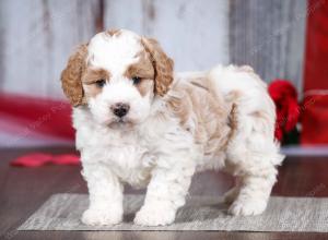 male tiny bernedoodle near Chicago Illinois